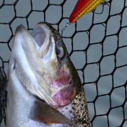 小菅トラウトガーデン 釣果