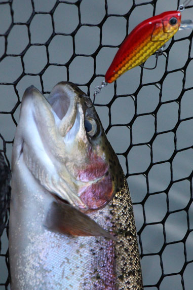 小菅トラウトガーデン 釣果