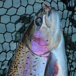 小菅トラウトガーデン 釣果