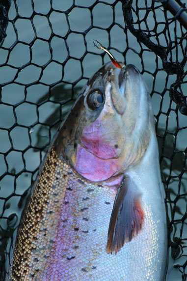 小菅トラウトガーデン 釣果