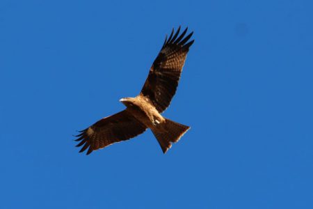 小菅トラウトガーデン 釣果