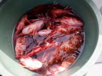 遊漁船 幸友丸 釣果