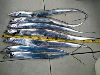 おおせき丸 釣果