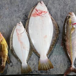 明神釣船 釣果
