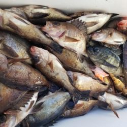 オーフリー 釣果