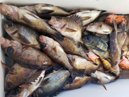 オーフリー 釣果