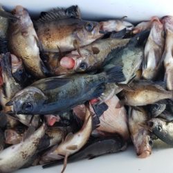 オーフリー 釣果