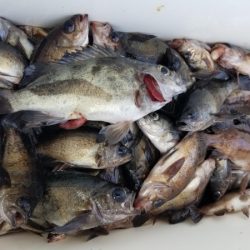 オーフリー 釣果