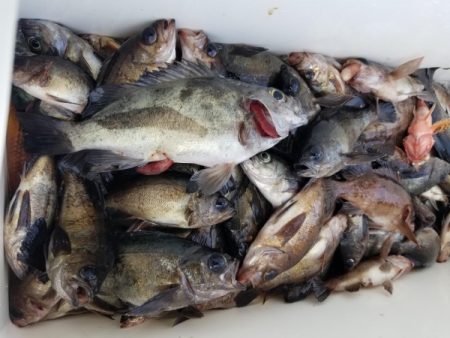 オーフリー 釣果