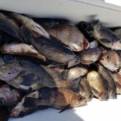 オーフリー 釣果