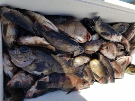 オーフリー 釣果