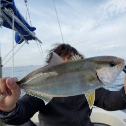 ブルーピア 釣果