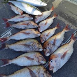 飛燕さくら丸 釣果