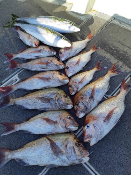 飛燕さくら丸 釣果