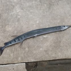 本部釣りイカダ 釣果