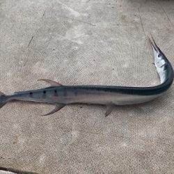 本部釣りイカダ 釣果