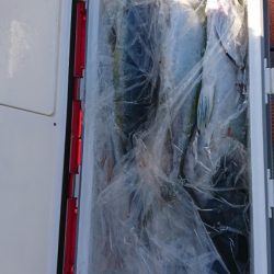 海龍丸(福岡) 釣果