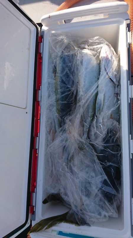 海龍丸(福岡) 釣果