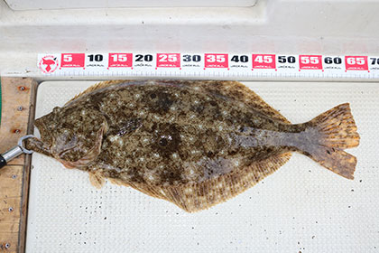 松本釣船２ 釣果