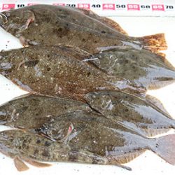 松本釣船２ 釣果