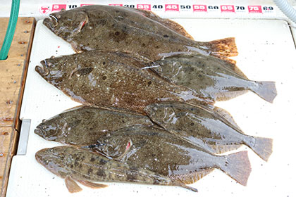 松本釣船２ 釣果