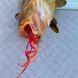 マタウマリンサービス 釣果