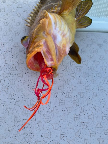 マタウマリンサービス 釣果