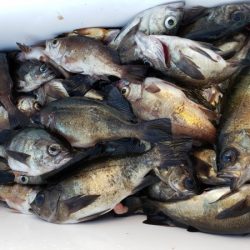 オーフリー 釣果