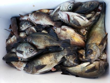 オーフリー 釣果