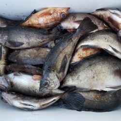 オーフリー 釣果