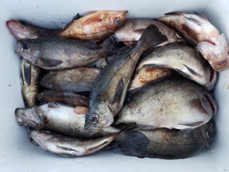 オーフリー 釣果