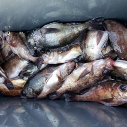 オーフリー 釣果