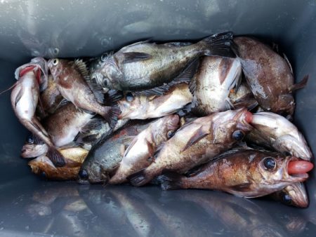 オーフリー 釣果