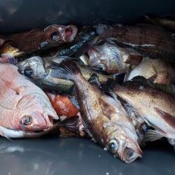 オーフリー 釣果