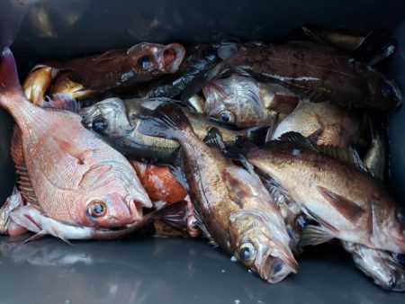 オーフリー 釣果