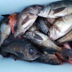 オーフリー 釣果