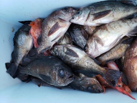 オーフリー 釣果