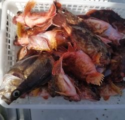 内浜丸 釣果