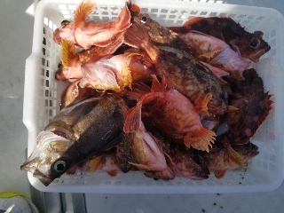 内浜丸 釣果
