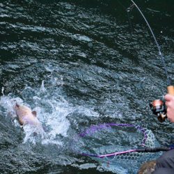 小菅トラウトガーデン 釣果