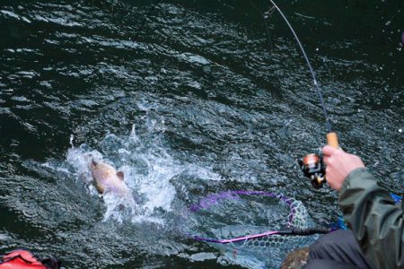 小菅トラウトガーデン 釣果