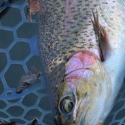 小菅トラウトガーデン 釣果