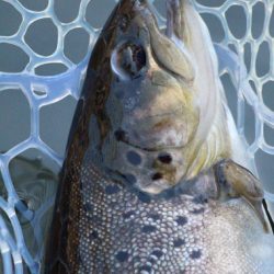 小菅トラウトガーデン 釣果