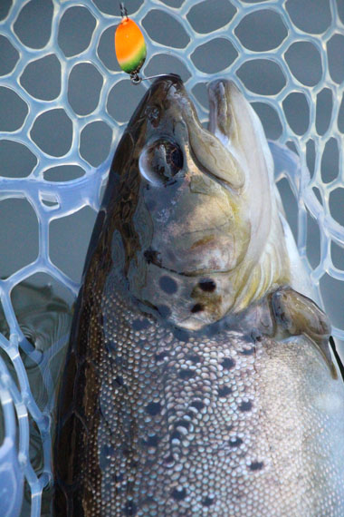 小菅トラウトガーデン 釣果