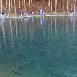 小菅トラウトガーデン 釣果