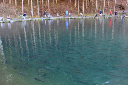 小菅トラウトガーデン 釣果