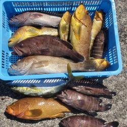 ブルーピア 釣果