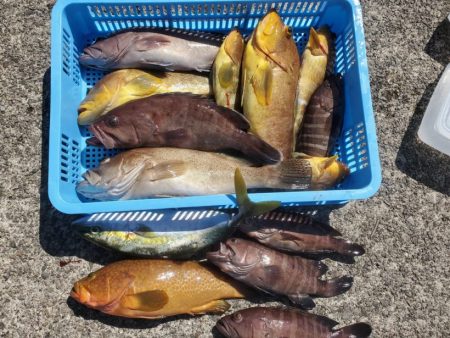 ブルーピア 釣果