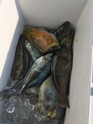 本部釣りイカダ 釣果