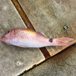 本部釣りイカダ 釣果